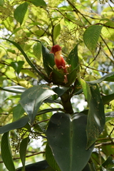 Costus malortieanus