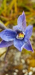 Thelymitra pulchella