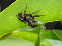 Cytaea