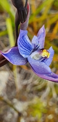 Thelymitra pulchella