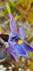 Thelymitra pulchella