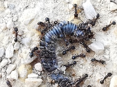 Tetramorium