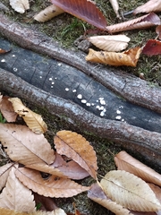 Propolis farinosa