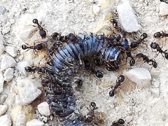 Tetramorium