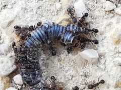 Tetramorium