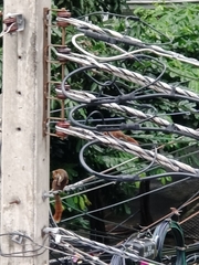 Callosciurus finlaysonii