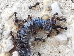 Tetramorium