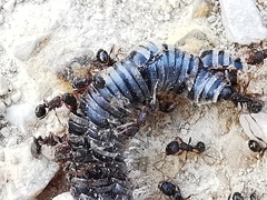 Tetramorium