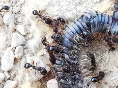 Tetramorium