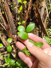 Metrosideros fulgens