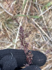 Poa bulbosa vivipara