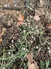 Symphyotrichum