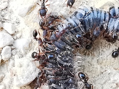 Tetramorium
