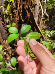 Metrosideros fulgens