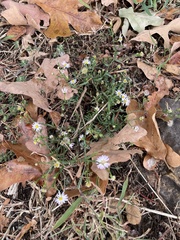 Symphyotrichum