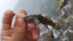 Bathygobius antilliensis