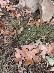 Symphyotrichum