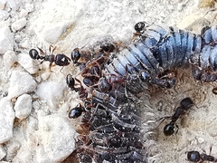Tetramorium