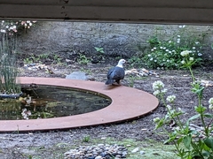 Columba leucomela