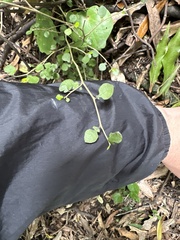 Streblus heterophyllus