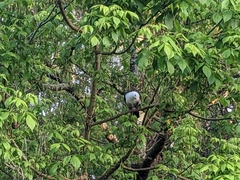 Columba leucomela