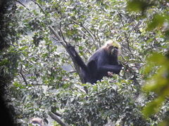 Semnopithecus johnii
