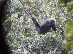 Semnopithecus johnii