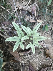 Adiantum flabellulatum