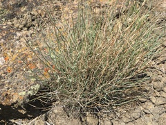 Lygodesmia juncea