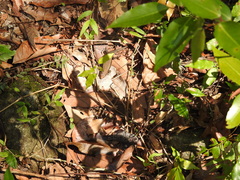 Eutropis