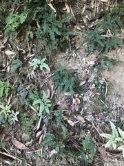 Adiantum flabellulatum
