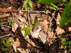 Eutropis
