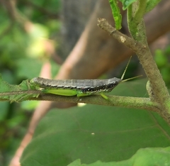 Neorthacris