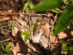 Eutropis