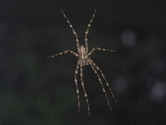 Pandercetes gracilis