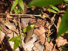 Eutropis