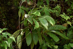 Columnea purpurata