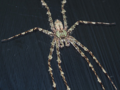 Pandercetes gracilis