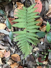 Deparia petersenii