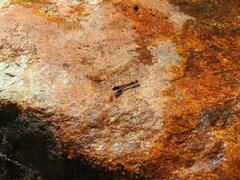 Heliocypha bisignata