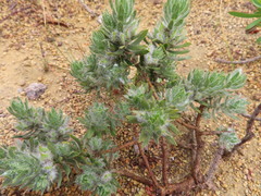 Xiphotheca lanceolata