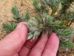 Xiphotheca lanceolata