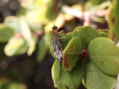 Calliephialtes grapholithae