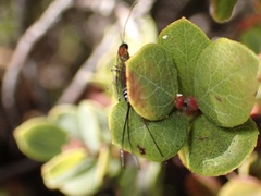Calliephialtes grapholithae