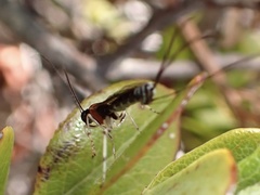 Calliephialtes grapholithae