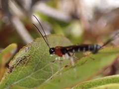 Calliephialtes grapholithae