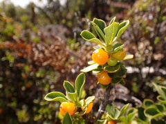 Coprosma montana