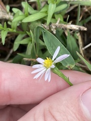 Symphyotrichum divaricatum