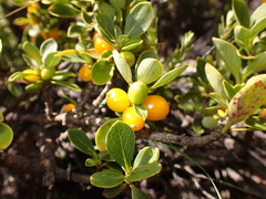Coprosma montana