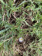 Symphyotrichum divaricatum
